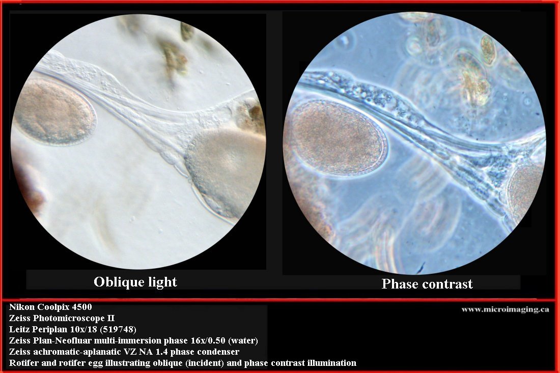 oblique - phase contrast