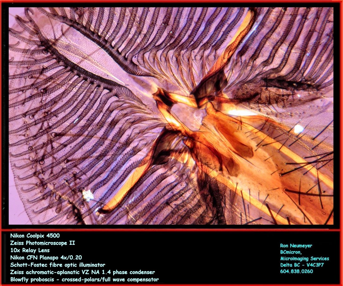 Blowfly Proboscis