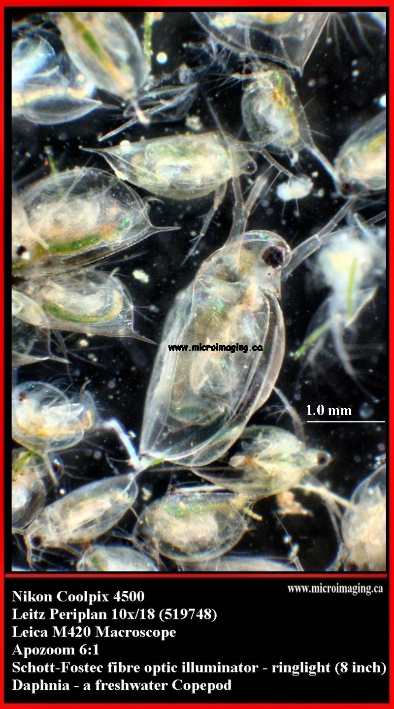 Daphnia